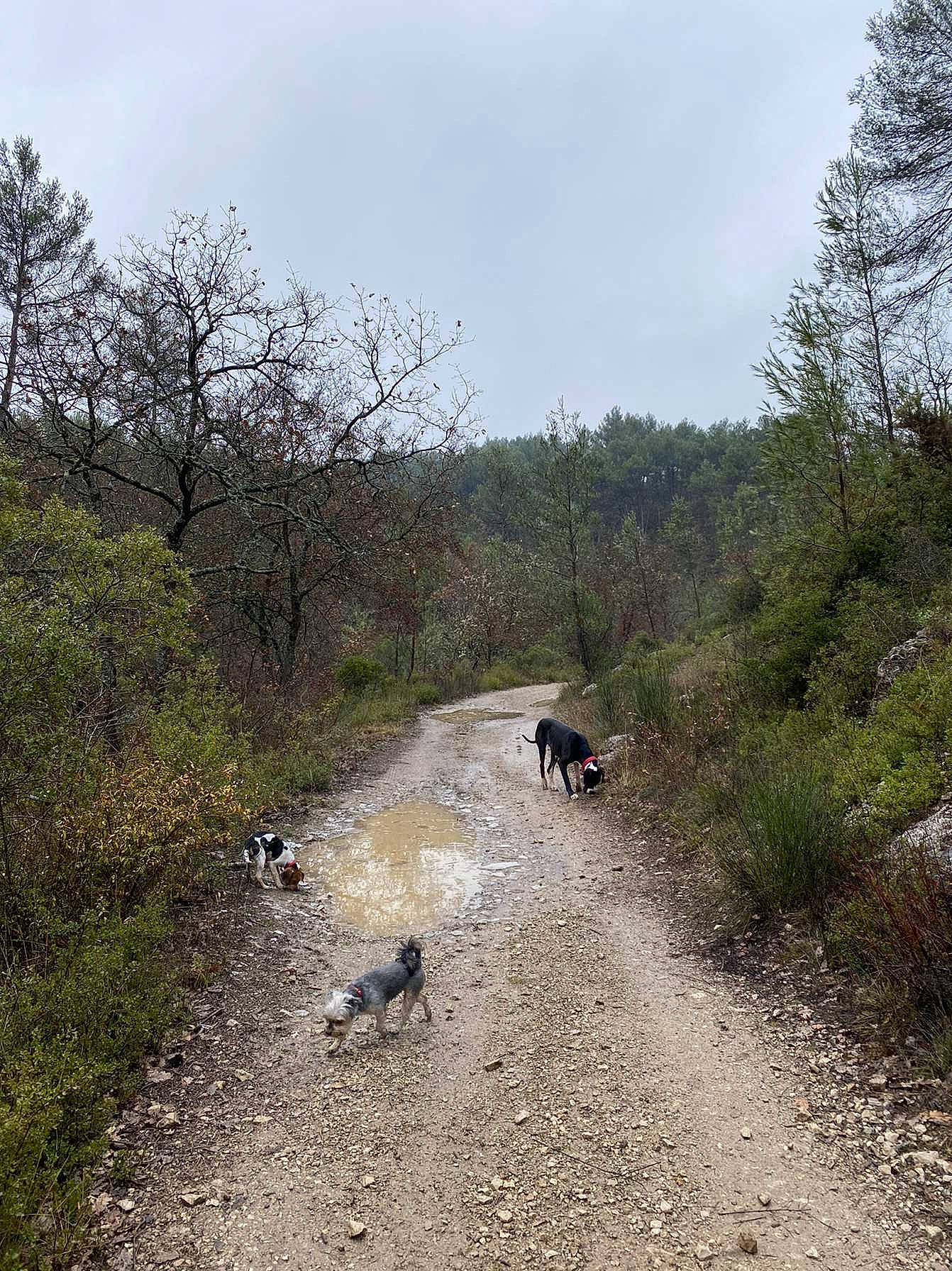 Voldy participe au concours pour gagner de l'argent avec cette photo : carnivore, cloud, dirt_road, dog, forest, grass, landscape, mountain, natural_landscape, path, plant, recreation, road, sky, soil, thoroughfare, trail, tree, wildlife, woodland
