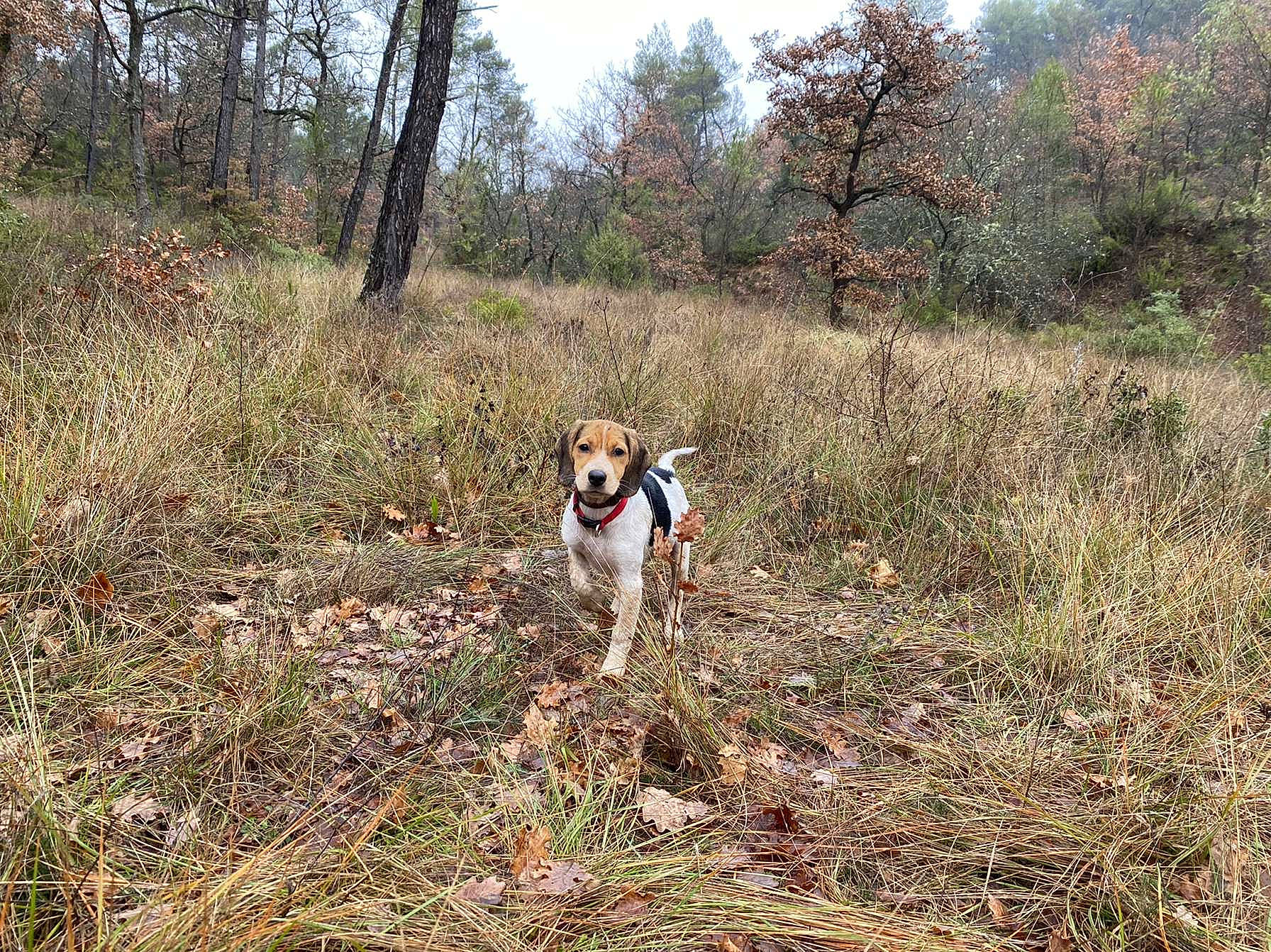 Voldy participe au concours pour gagner de l'argent avec cette photo : canidae, carnivore, companion_dog, dog, dog_breed, fawn, field_trial, forest, grass, grassland, landscape, natural_landscape, plant, prairie, shrubland, sky, soil, sporting_group, tree, woodland