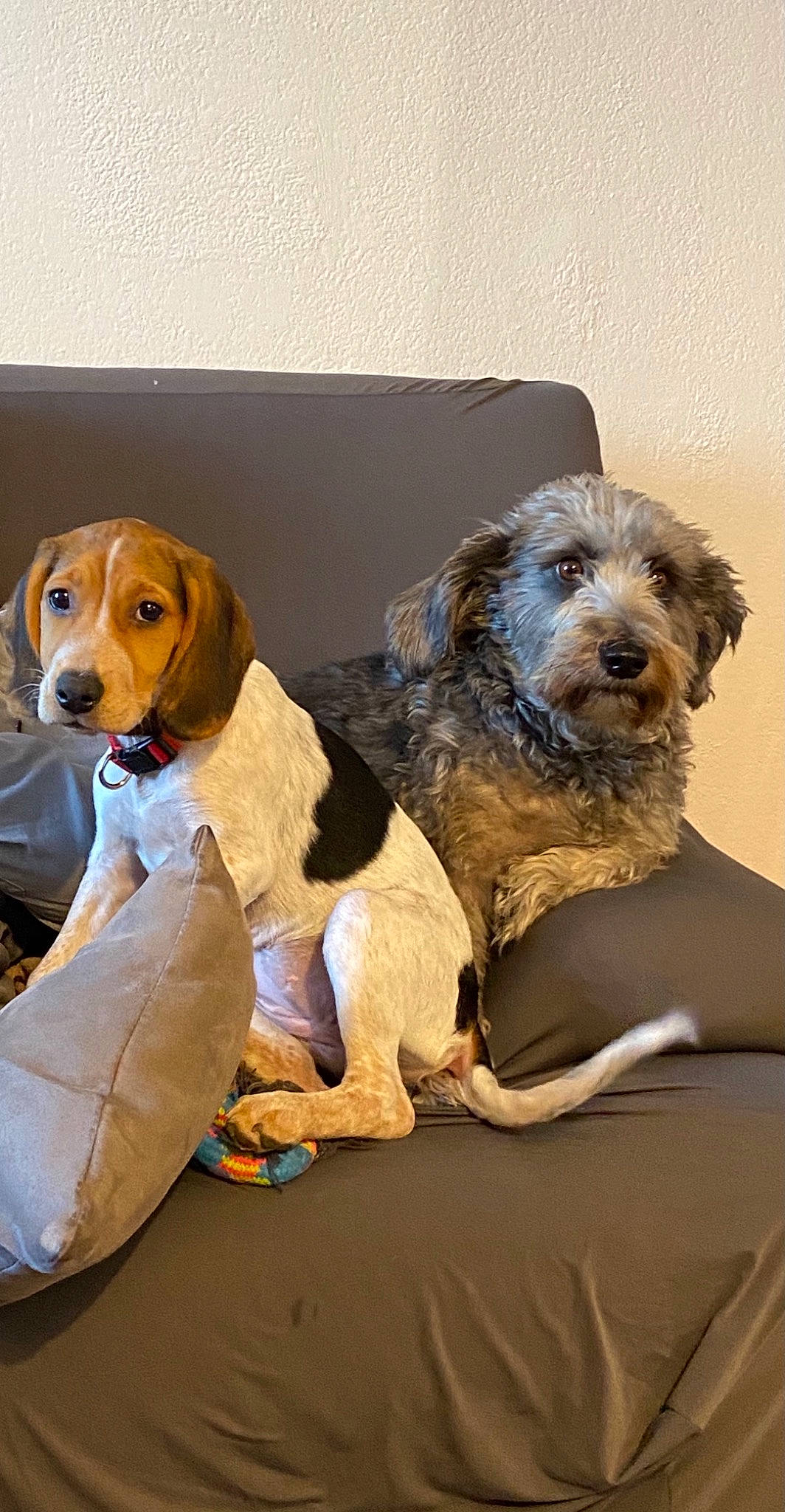 Voldy a rejoint le concours — aidez-le/la à gagner de superbes lots ! ancient_dog_breeds, canidae, carnivore, companion_dog, dog, dog_breed, dog_supply, fawn, fur, hound, hunting_dog, liver, pet_supply, scent_hound, snout, spaniel, sporting_group, terrier, toy, working_animal