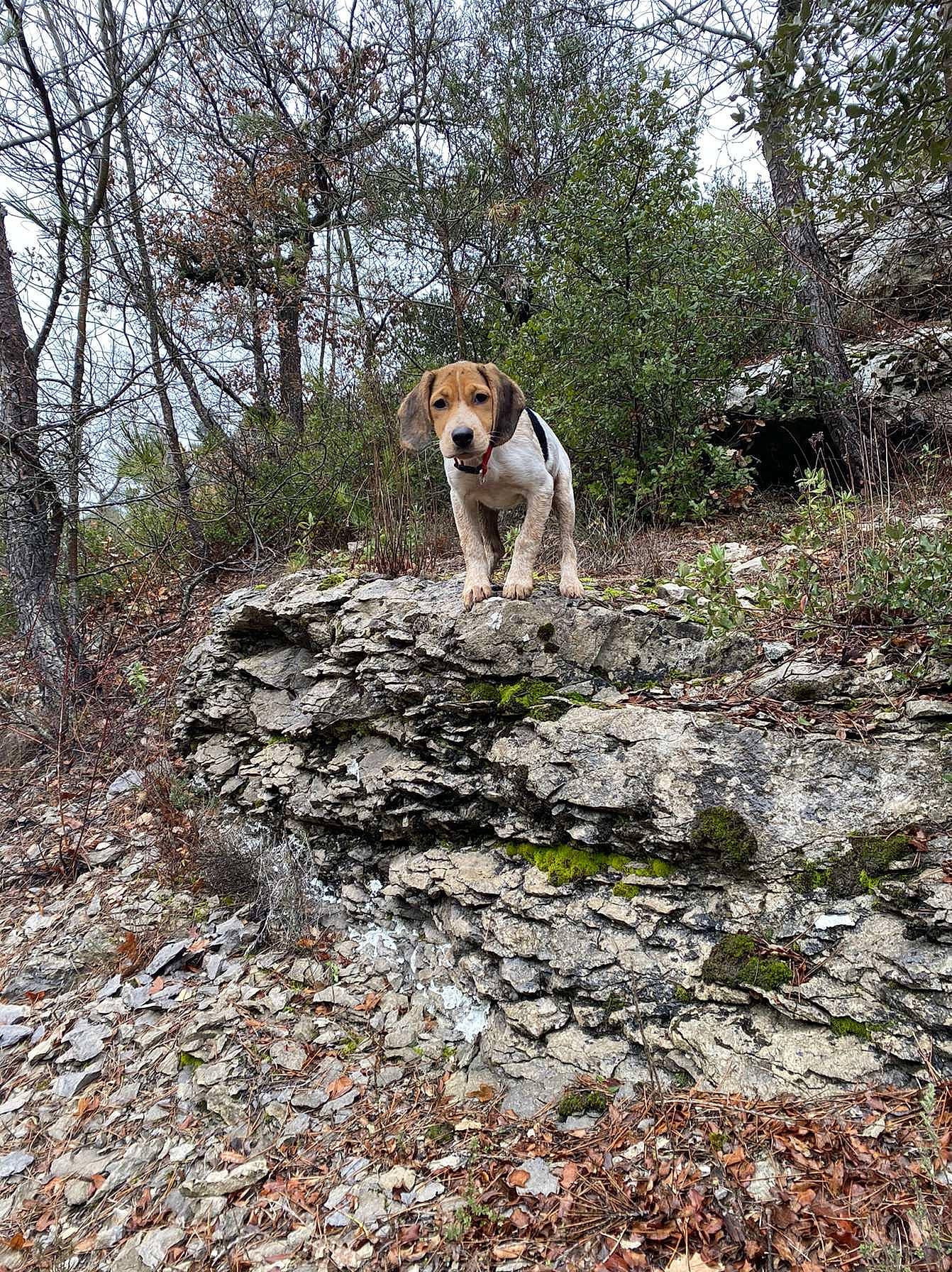 Voldy a rejoint le concours — aidez-le/la à gagner de superbes lots ! bedrock, carnivore, companion_dog, dog, dog_breed, fawn, forest, groundcover, landscape, natural_landscape, plant, recreation, sky, soil, tail, trail, tree, wood, woodland, working_animal