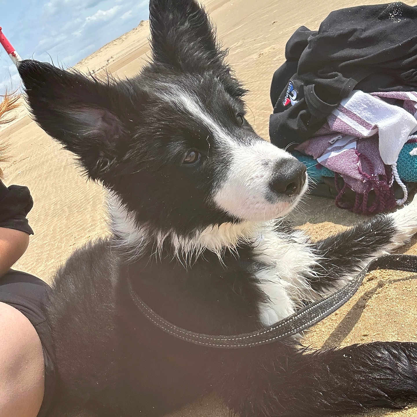 Atlas participe au concours pour gagner de l'argent avec cette photo : animal, beach, black_and_white, clothes, clouds, curious, dog, ears, leash, outdoor, pet, puppy, resting, sand, sky, snout, summer, sunny, towel, wet_fur