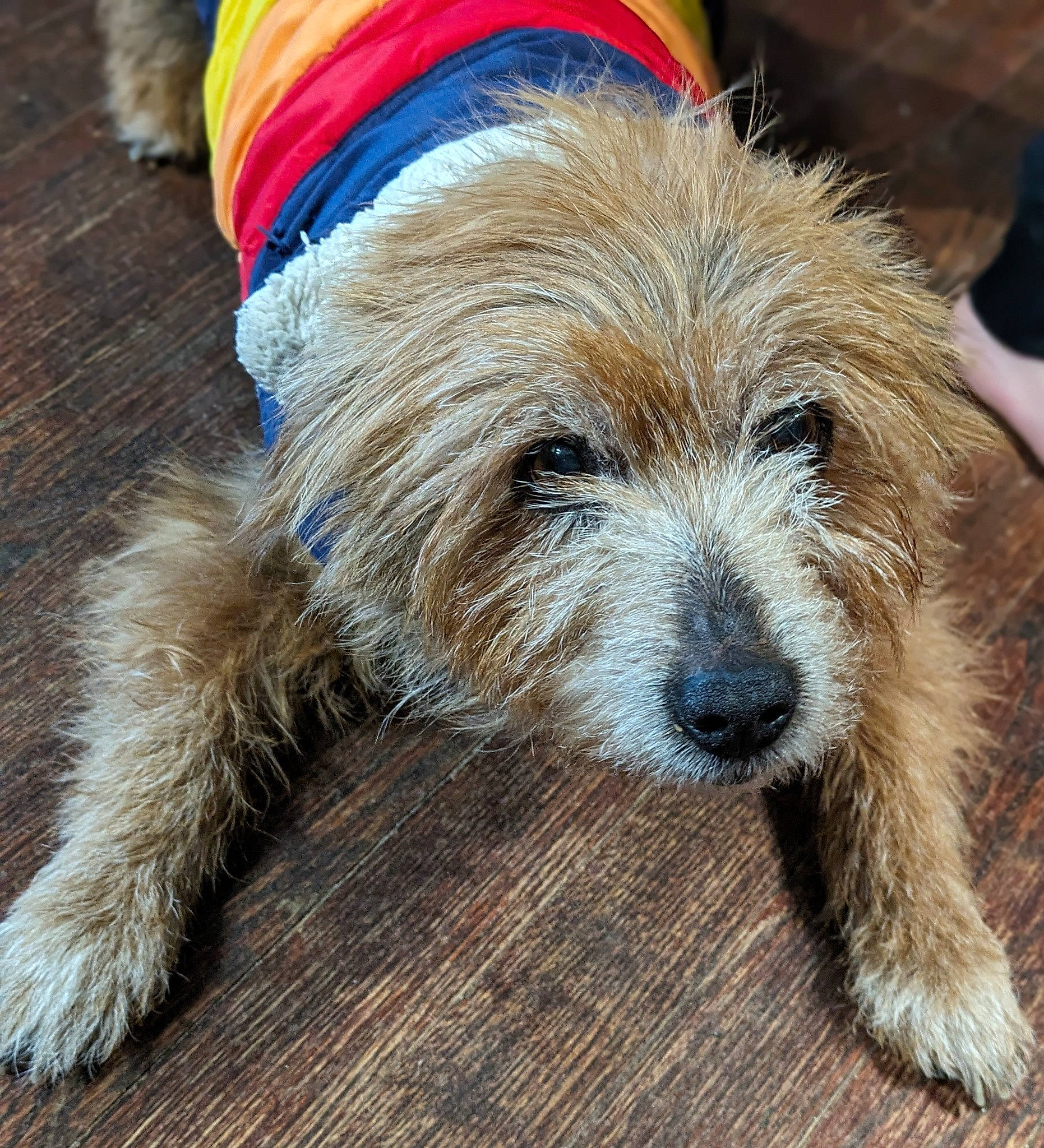 Jaxson is registered to the contest to win money with this photo: canidae, carnivore, companion_dog, dog, dog_breed, dog_clothes, dog_supply, fur, leash, pet_supply, puppy, small_terrier, snout, sporting_group, terrestrial_animal, terrier, toy_dog, wood, working_animal