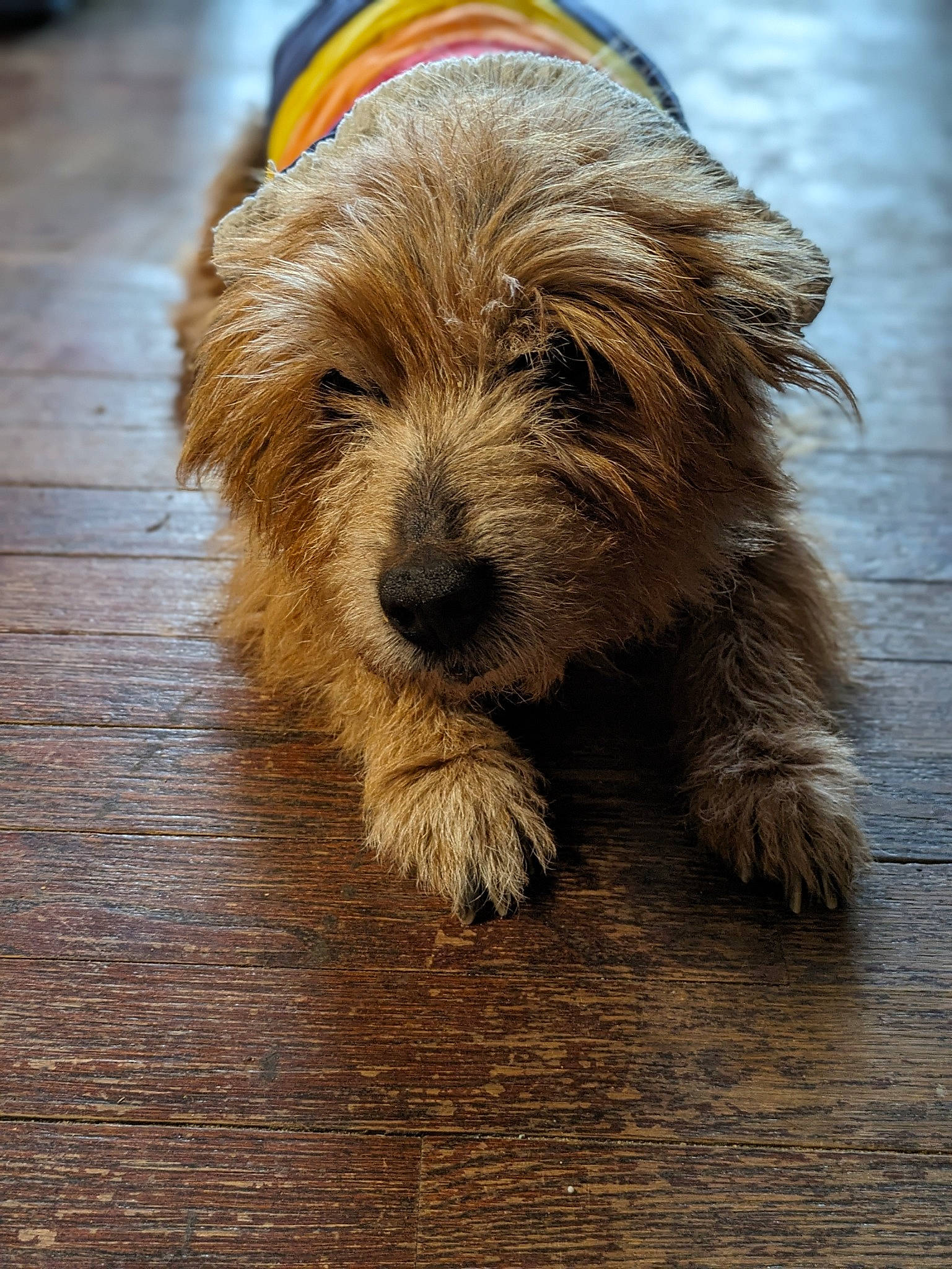 Jaxson joined the competition — help win amazing prizes! canidae, carnivore, companion_dog, dog, dog_breed, flooring, fur, hardwood, liver, puppy, small_terrier, sporting_group, terrestrial_animal, terrier, toy_dog, wood, working_animal, working_terrier