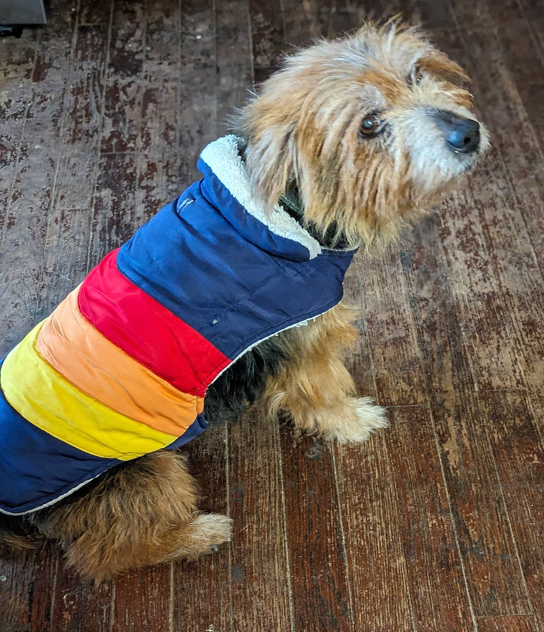 Jaxson joined the competition — help win amazing prizes! canidae, carnivore, collar, companion_dog, dog, dog_breed, dog_clothes, dog_collar, dog_supply, electric_blue, flooring, fur, hardwood, pet_supply, small_terrier, sporting_group, terrier, wood, wood_stain, working_animal