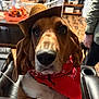 Bourbon is registered to the contest to win money with this photo: animal, bandana, brown_dog, close_up, cowboy_hat, cute, decor, dog, furniture, hand, home, indoor, leather_chair, person, pet, portrait, red_bandana, table, white_fur, wood_floor