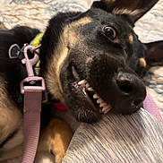 Ellie Mae is registered to the contest to win money with this photo: dog, pet, close_up, smiling, teeth, leash, collar, bed, resting, black_and_tan, ear, nose, playful, animal, canine, fur, indoor, cute, funny, person_leg