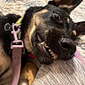 dog, pet, close_up, smiling, teeth, leash, collar, bed, resting, black_and_tan, ear, nose, playful, animal, canine, fur, indoor, cute, funny, person_leg