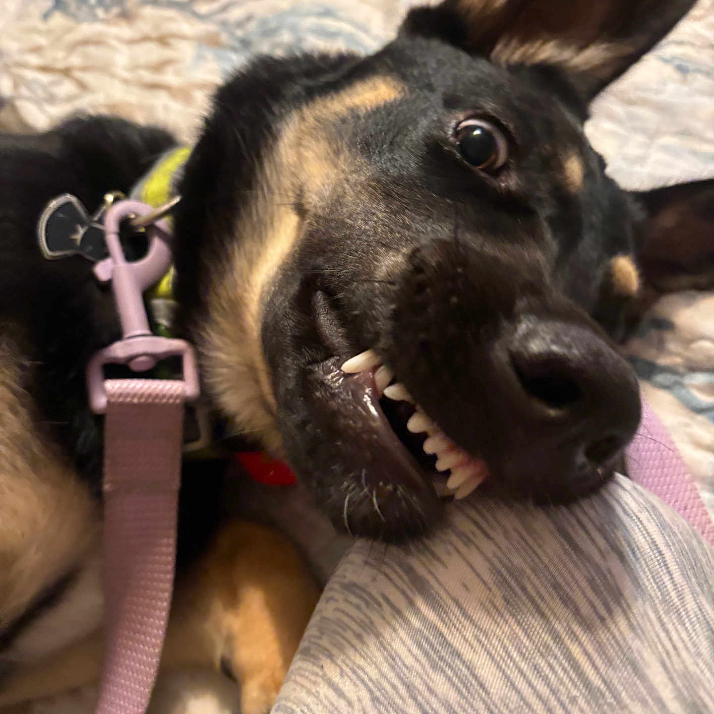 Ellie Mae