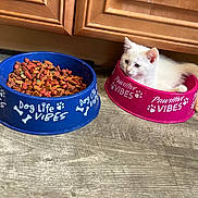 Buddy is registered to the contest to win money with this photo: kitten, cat, pet_bowl, food_bowl, dog_food, kibble, floor, wooden_floor, cabinet, indoor, animal, cute, white_cat, pink_bowl, blue_bowl, resting, small_cat, pet, domestic_animal, playful