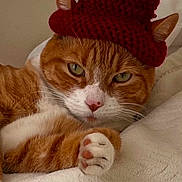 Augustus is registered to the contest to win money with this photo: cat, orange_cat, white_cat, hat, knitted_hat, red_hat, pet, animal, feline, cute, relaxed, lying_down, paw, indoor, blanket, cozy, fur, whiskers, ears, bedroom