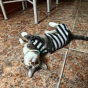 Tuna is registered to the contest to win money with this photo: animal, black, brown, cat, collar, cute, domestic, ears, feline, floor, indoor, looking_up, pet, playful, striped_clothing, tail, tile, whiskers, white, young_cat