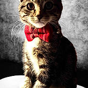 Edward Claws is registered to the contest to win money with this photo: cat, tabby, bow_tie, pet, animal, feline, whiskers, portrait, sitting, gray_background, close_up, cute, domestic_animal, furry, indoor, young_cat, striped, curious, small, adorable