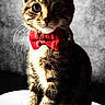 cat, tabby, bow_tie, pet, animal, feline, whiskers, portrait, sitting, gray_background, close_up, cute, domestic_animal, furry, indoor, young_cat, striped, curious, small, adorable
