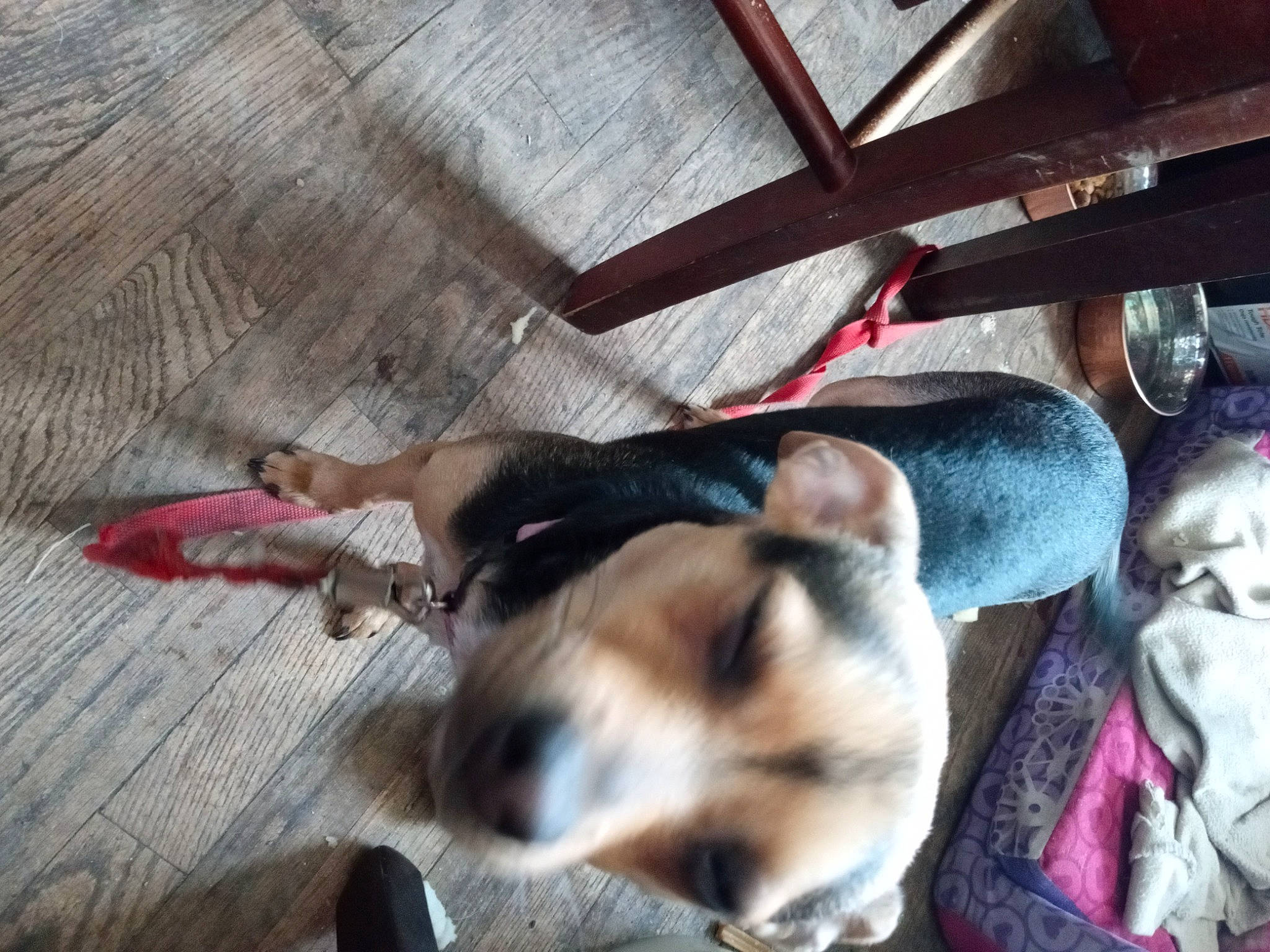 Starlyn Rose joined the competition — help win amazing prizes! canidae, carnivore, comfort, companion_dog, dog, dog_breed, fawn, flooring, foot, fur, hardwood, nap, paw, sleep, snout, sporting_group, tail, toy_dog, wood, working_animal