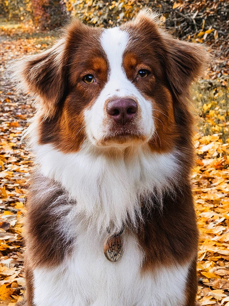 Palma a rejoint le concours — aidez-le/la à gagner de superbes lots ! australian_collie, australian_shepherd, border_collie, canidae, carnivore, companion_dog, dog, dog_breed, door, fawn, fur, grass, herding_dog, liver, snout, sporting_group, terrestrial_animal, whiskers, working_animal, working_dog