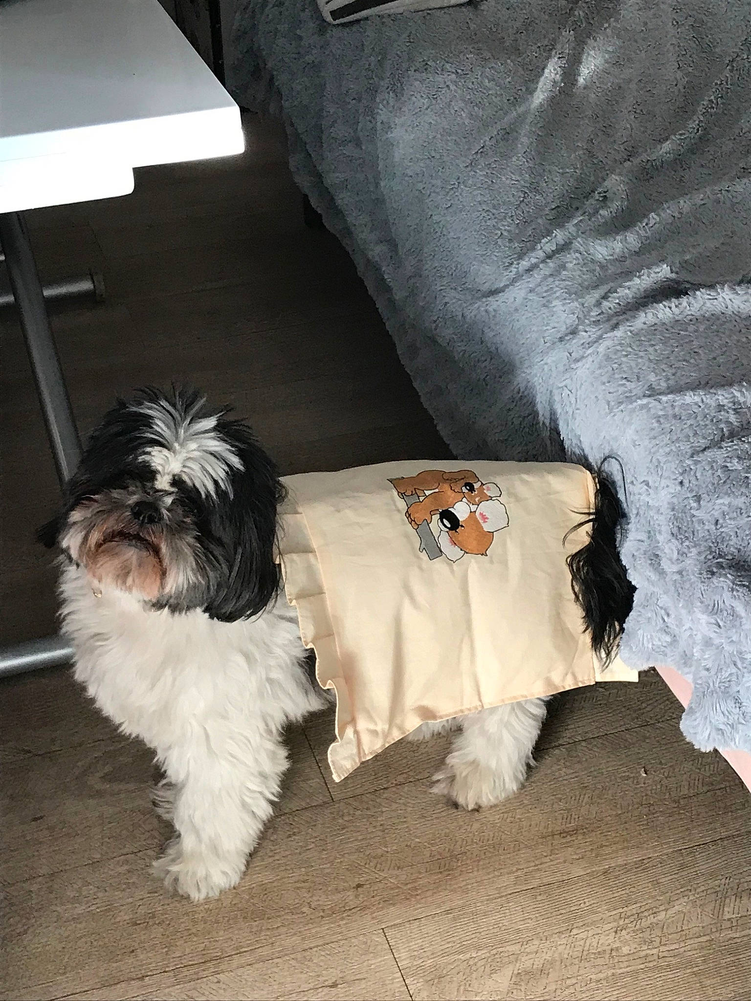 Happy a rejoint le concours — aidez-le/la à gagner de superbes lots ! canidae, carnivore, chinese_imperial_dog, cockapoo, companion_dog, dog, dog_breed, dress, fur, havanese, maltese, morkie, non_sporting_group, petit_basset_griffon_vendeen, puppy, shih_tzu, sporting_group, tibetan_terrier, toy_dog