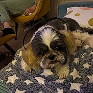 Happy participe au concours pour gagner de l'argent avec cette photo : dog, small_dog, earmuffs, blanket, star_pattern, couch, person, chair, indoor, cozy, fur, pet, relaxed, home, furniture, paw, cute, companion, resting, domestic
