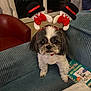 Happy participe au concours pour gagner de l'argent avec cette photo : dog, pet, festive_headband, snowman, couch, book, indoor, window, night, red_armchair, fur, cute, small_dog, living_room, reading, holiday, decor, toy, animal, cozy