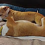 affection, animal, bed, blanket, brown, canine, collar, companionship, cozy, dog, domestic, fur, indoor, pet, pillow, relaxation, resting, sleeping, snuggling, white