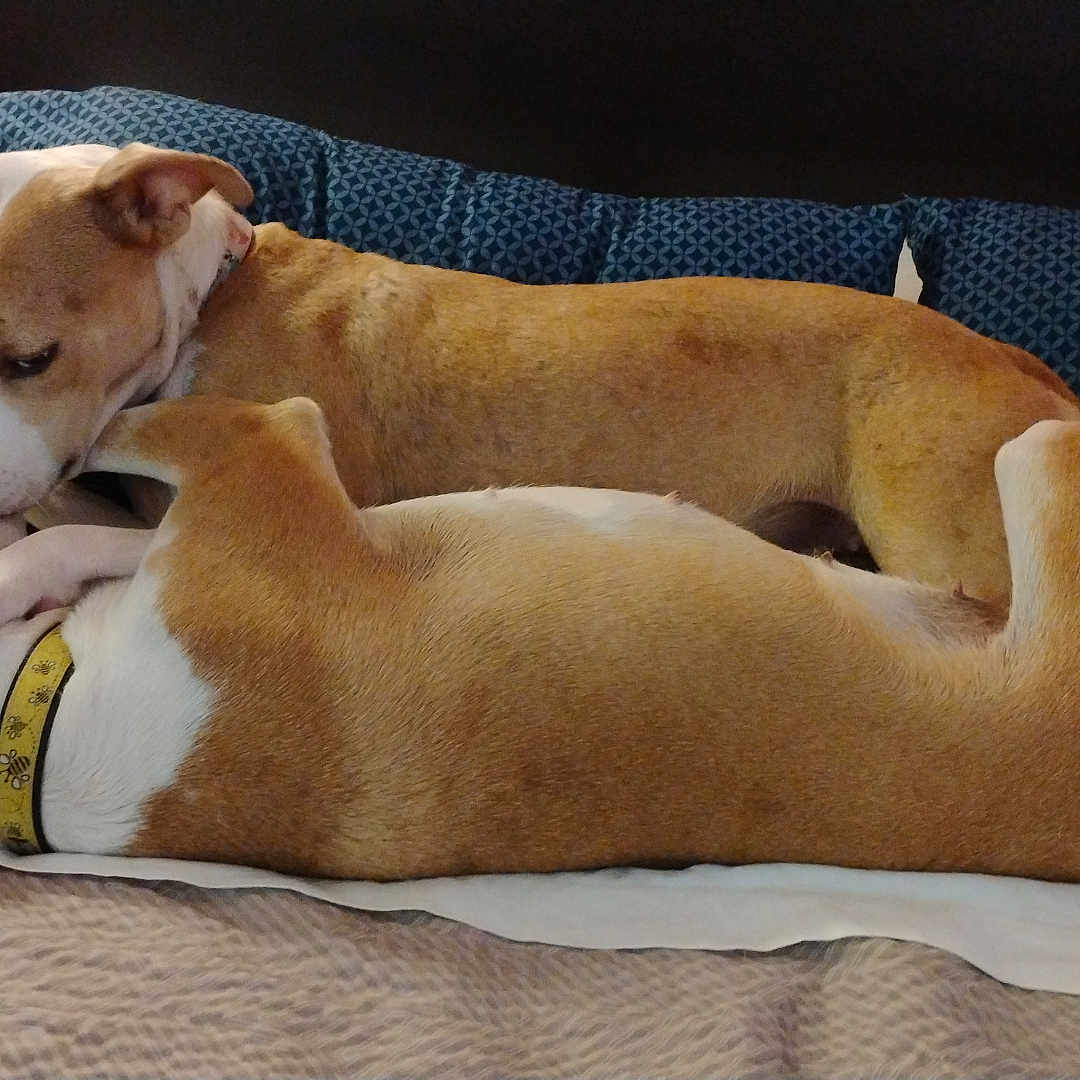 Ginny Weasley is registered to the contest to win money with this photo: affection, animal, bed, blanket, brown, canine, collar, companionship, cozy, dog, domestic, fur, indoor, pet, pillow, relaxation, resting, sleeping, snuggling, white