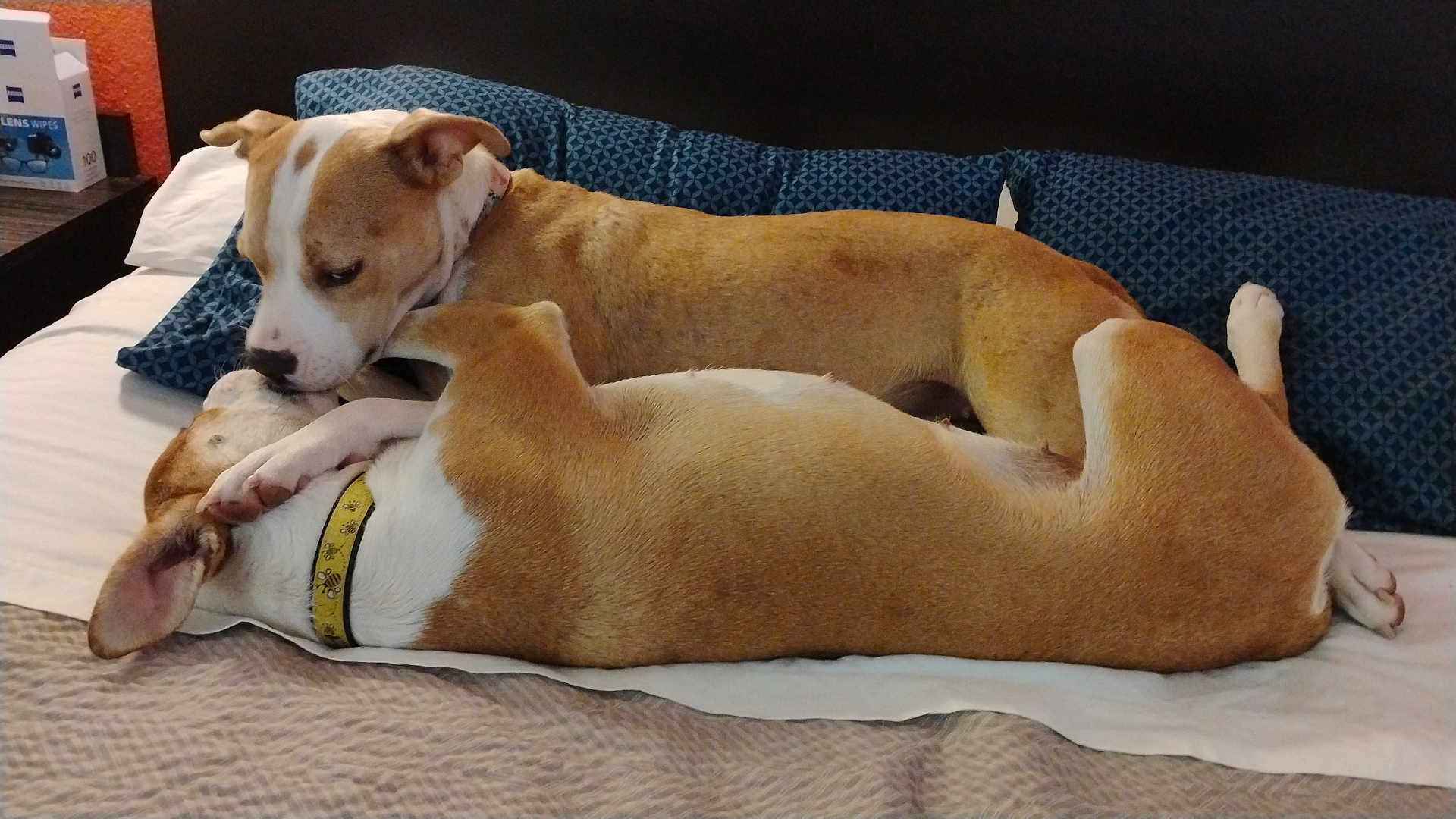 Ginny Weasley is registered to the contest to win money with this photo: affection, animal, bed, blanket, brown, canine, collar, companionship, cozy, dog, domestic, fur, indoor, pet, pillow, relaxation, resting, sleeping, snuggling, white