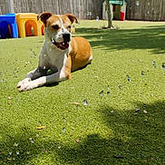 Bea Arthur joined the competition — help win amazing prizes! dog, outdoor, grass, bubbles, sunlight, tree, fence, playground, pet, canine, playhouse, happy, summer, animal, leisure, nature, yard, shadow, relaxing, daytime