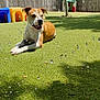 animal, bubbles, canine, daytime, dog, fence, grass, happy, leisure, nature, outdoor, pet, playground, playhouse, relaxing, shadow, summer, sunlight, tree, yard