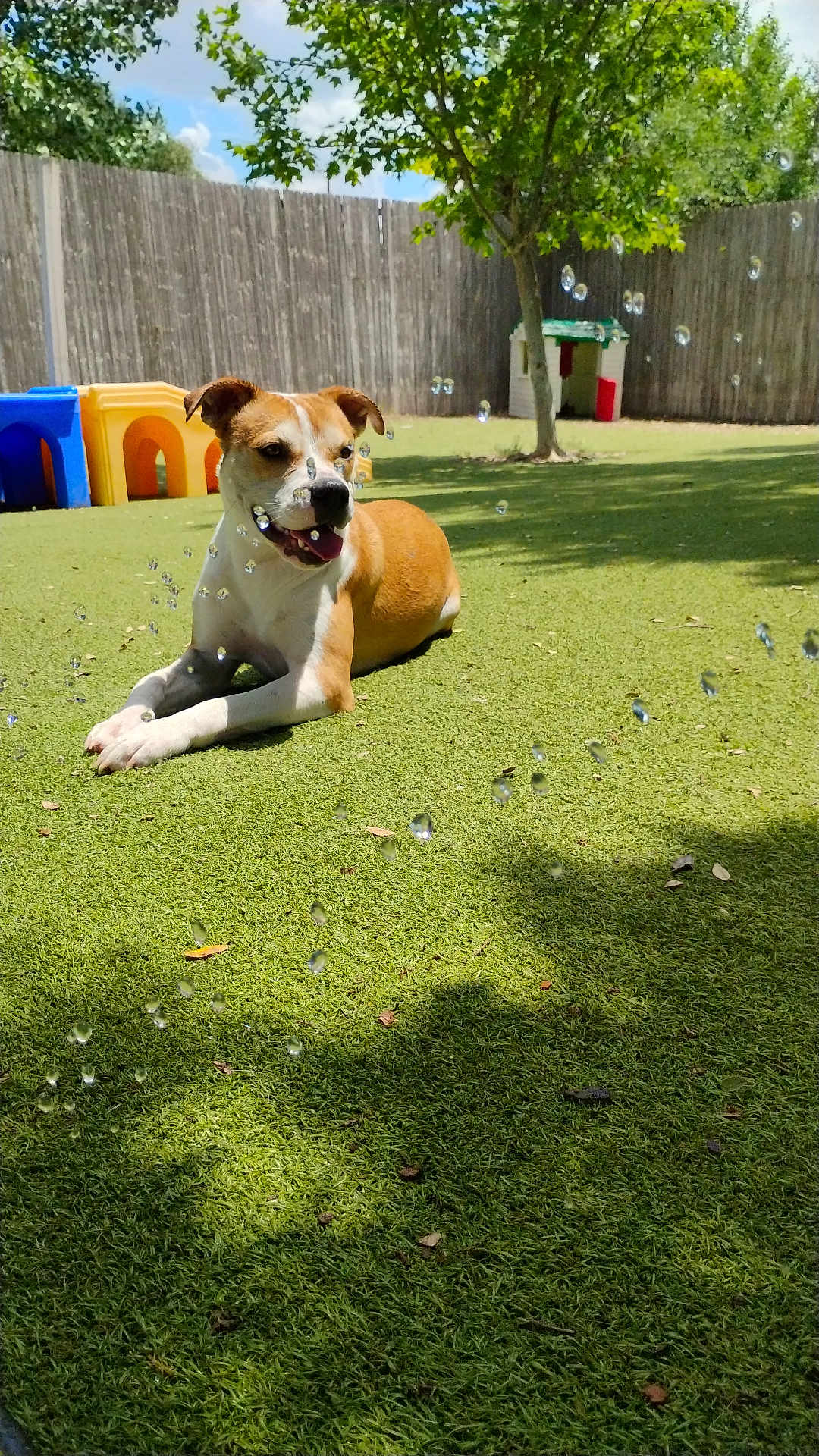 Bea Arthur joined the competition — help win amazing prizes! dog, outdoor, grass, bubbles, sunlight, tree, fence, playground, pet, canine, playhouse, happy, summer, animal, leisure, nature, yard, shadow, relaxing, daytime