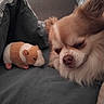 animal, bed, brown, closeup, companion, cozy, cute, dog, fur, guinea_pig, indoors, pet, pillow, relax, resting, sleepy, soft, stuffed_animal, toy, white