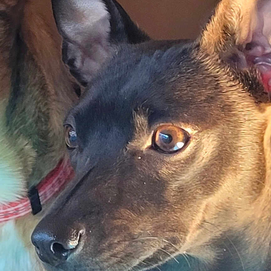 Ruby And Sammie is registered to the contest to win money with this photo: alert, animal, black, brown, canine, close_up, collar, companion, dog, domestic_animal, ears, face, friendship, fur, indoor, looking, pet, portrait, side_view, two_dogs