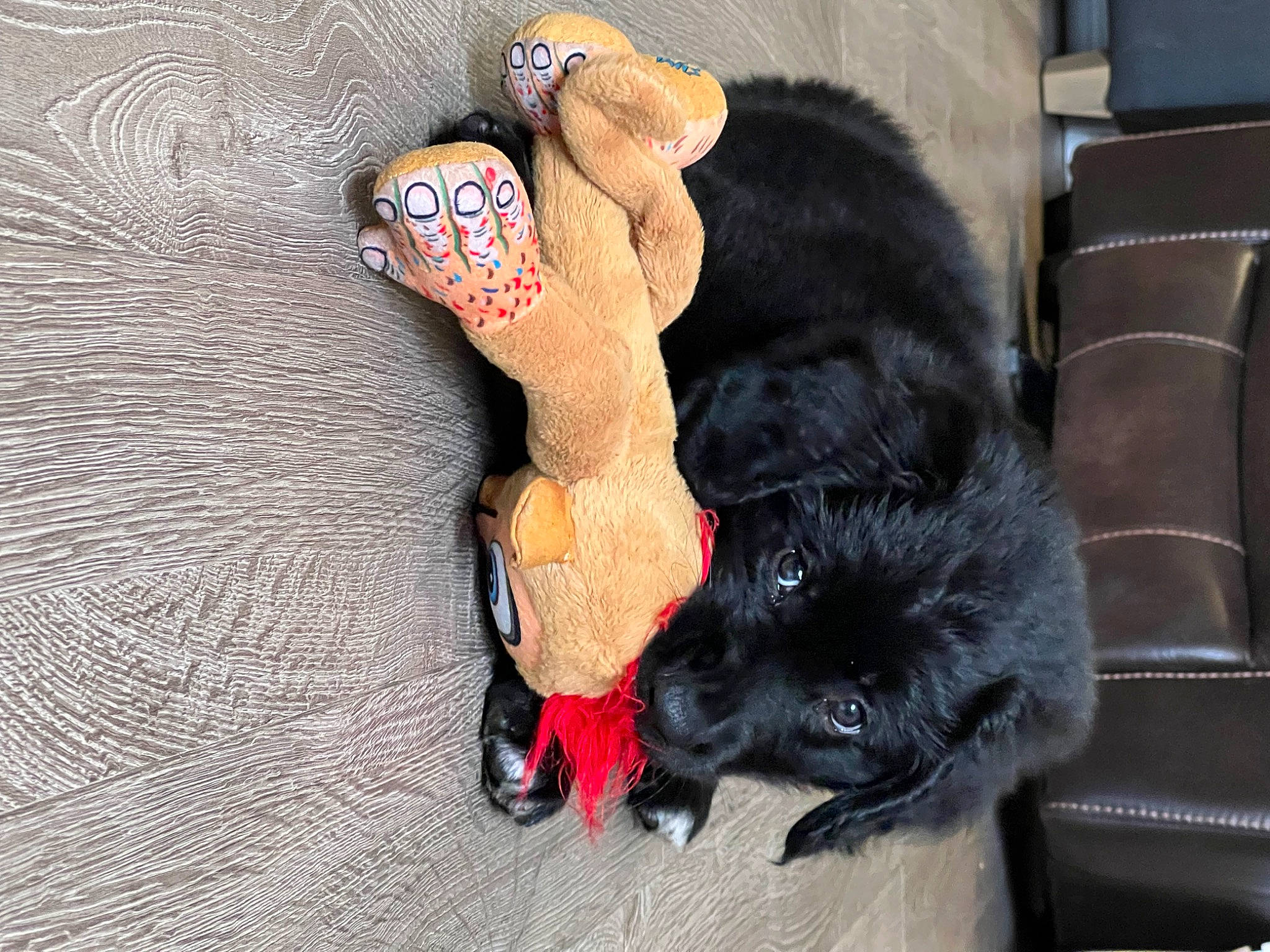 Remington joined the competition — help win amazing prizes! bombay, canidae, carnivore, comfort, companion_dog, dog, dog_breed, dog_supply, fawn, felidae, fur, liver, mammal, paw, small_to_medium_sized_cats, snout, sporting_group, tail, toy, whiskers
