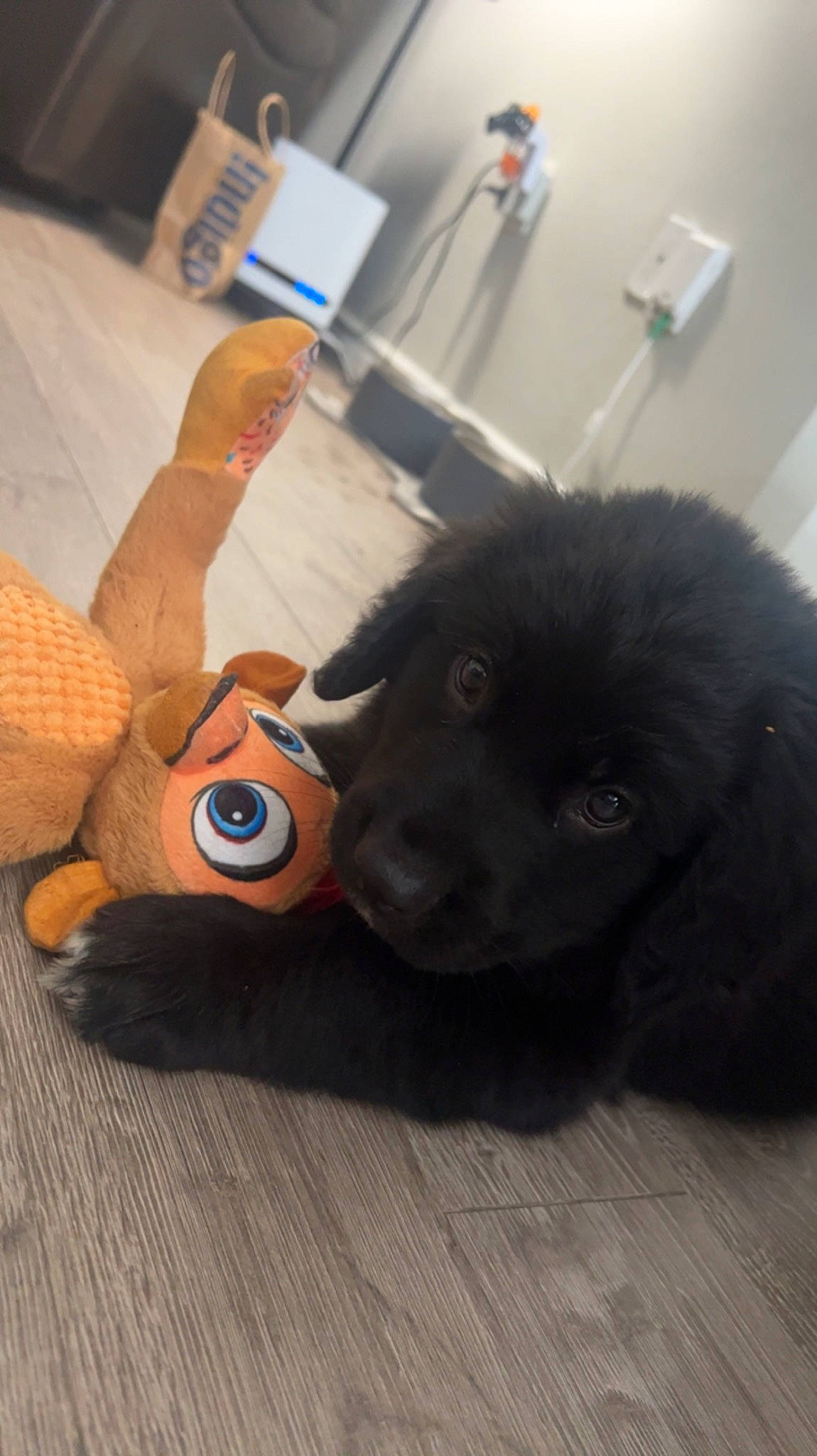 Remington is registered to the contest to win money with this photo: canidae, carnivore, companion_dog, dog, dog_breed, fawn, fur, gesture, giant_dog_breed, glove, liver, personal_protective_equipment, snout, sporting_group, stuffed_toy, toy, toy_dog, wood, working_animal, wrist