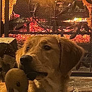 Betsy is registered to the contest to win money with this photo: dog, golden_retriever, fireplace, fire, log, hearth, cozy, plush_toy, toy, indoor, pet, portrait, looking_up, rug, warm_light, living_room, muzzle, eyes, collar, tag