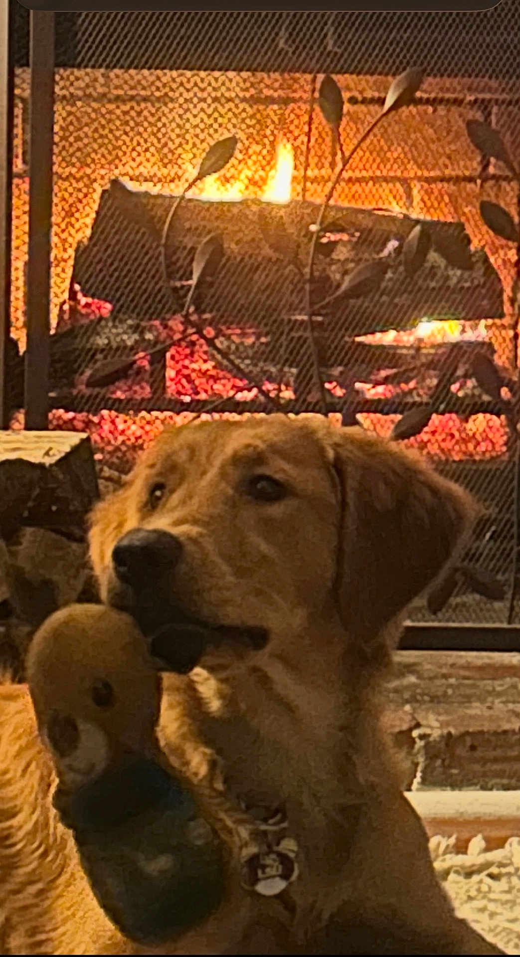 Betsy is registered to the contest to win money with this photo: dog, golden_retriever, fireplace, fire, log, hearth, cozy, plush_toy, toy, indoor, pet, portrait, looking_up, rug, warm_light, living_room, muzzle, eyes, collar, tag