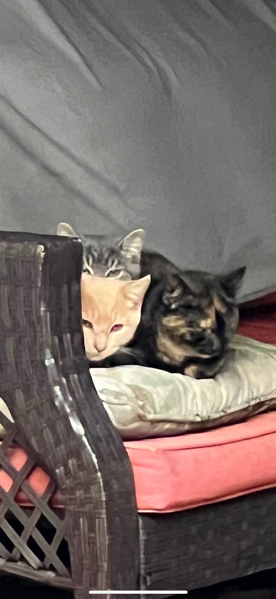 Braveheart joined the competition — help win amazing prizes! automotive_tire, black_cat, carnivore, cat, cat_supply, chair, club_chair, comfort, domestic_short_haired_cat, fawn, felidae, fur, grey, linens, room, sitting, small_to_medium_sized_cats, snout, tail, whiskers