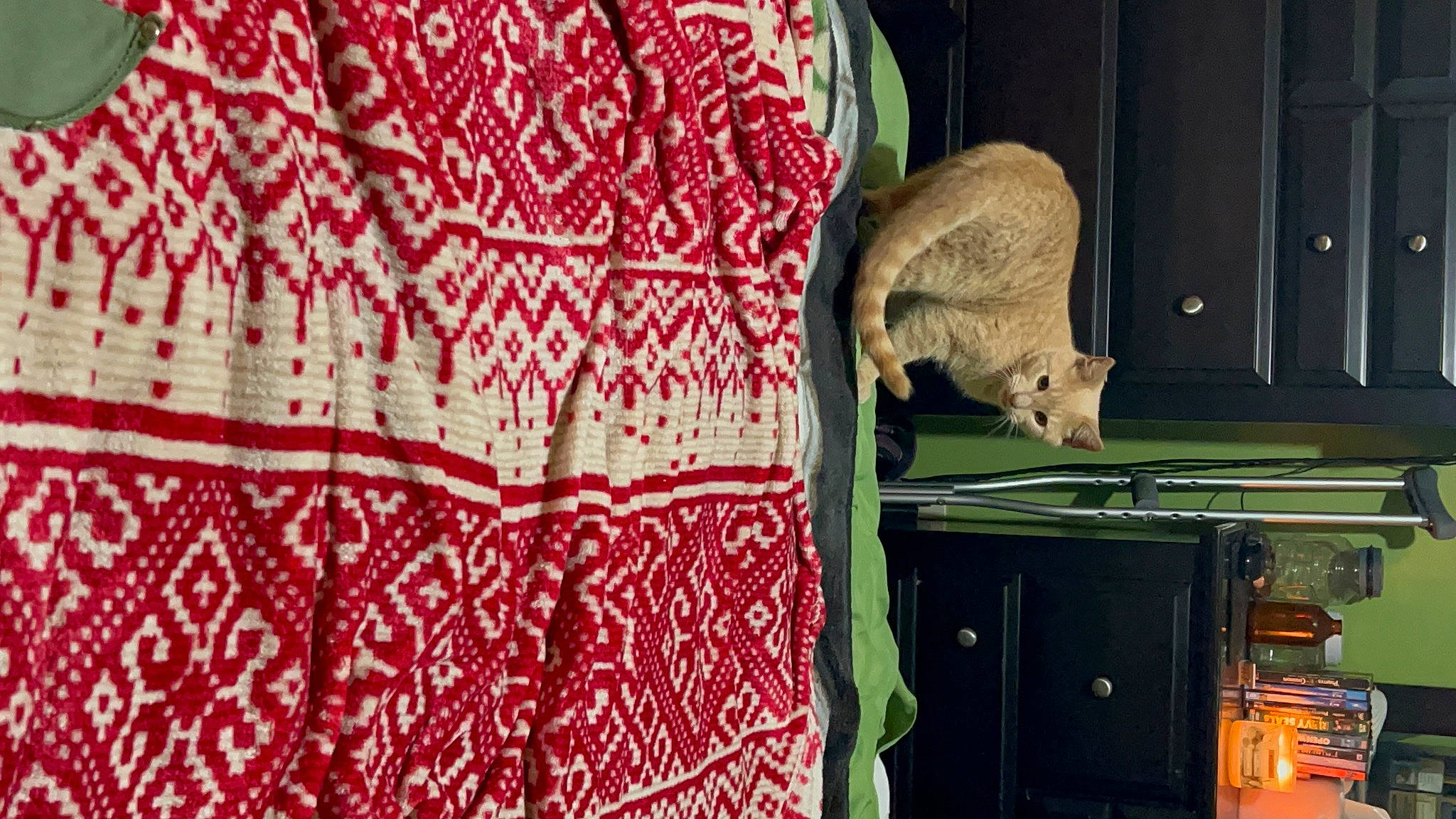 Braveheart is registered to the contest to win money with this photo: art, carpet, flooring, fur, linens, magenta, metal, motif, pattern, rodent, room, sculpture, tail, terrestrial_animal, tradition, visual_arts, wood, wool, woven_fabric