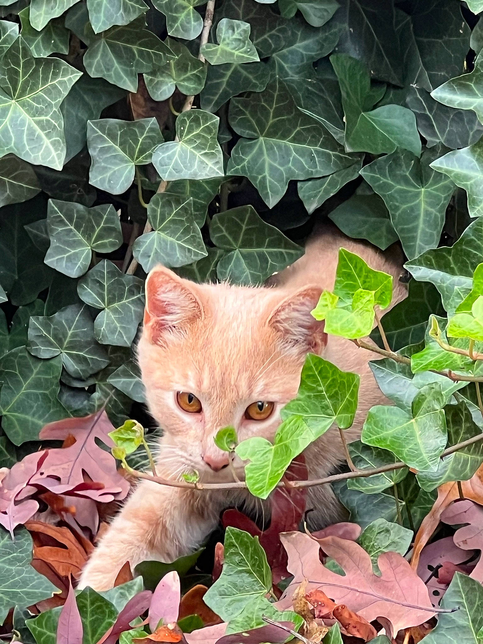 Braveheart joined the competition — help win amazing prizes! art, botany, carnivore, cat, domestic_short_haired_cat, fawn, felidae, fur, grass, groundcover, leaf, pattern, plant, small_to_medium_sized_cats, snout, tail, terrestrial_plant, tree, whiskers, wood