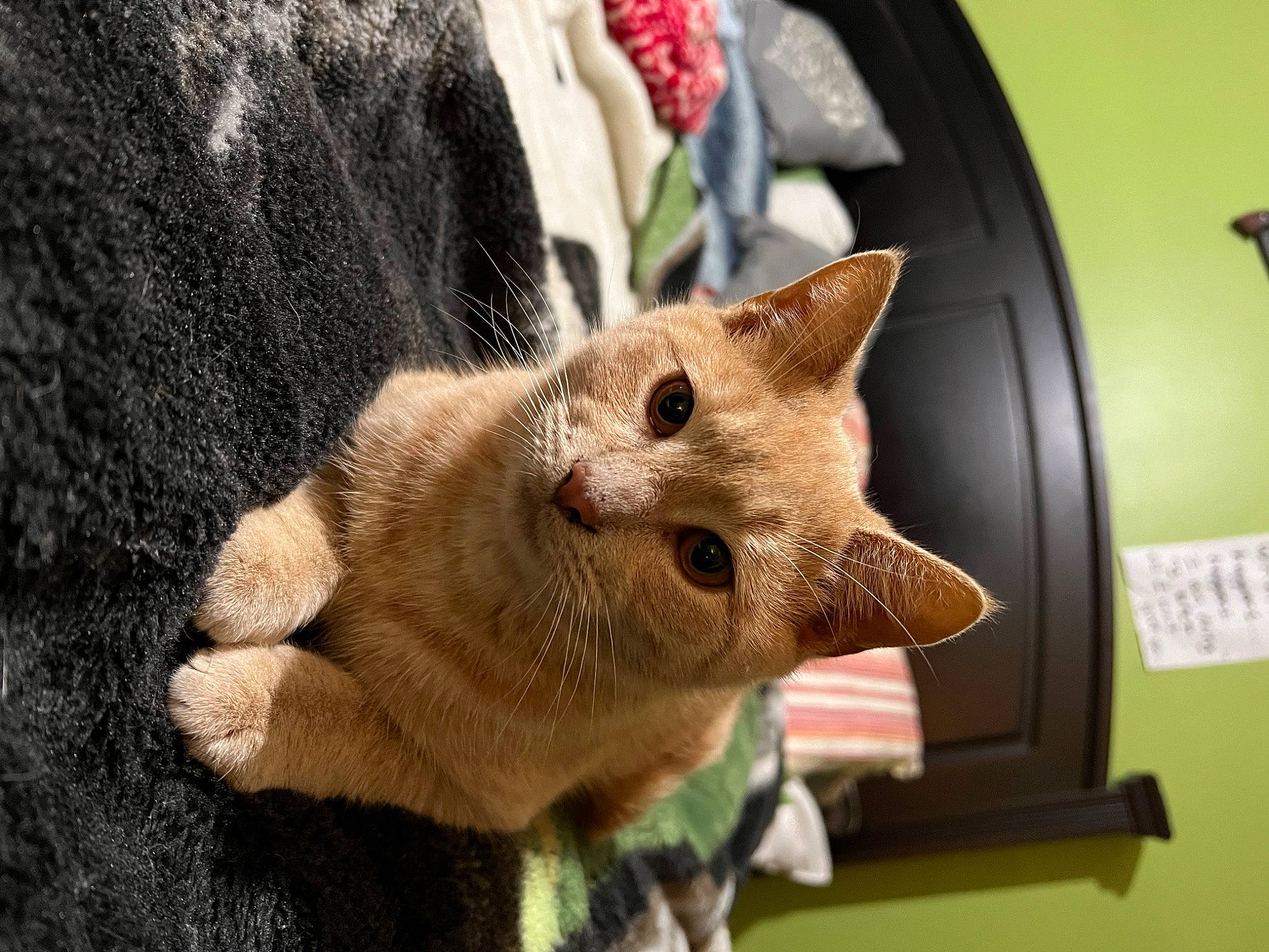 Braveheart joined the competition — help win amazing prizes! canidae, carnivore, cat, claw, domestic_short_haired_cat, fawn, felidae, fur, paw, small_to_medium_sized_cats, snout, tail, terrestrial_animal, tree, whiskers, wildlife, wood