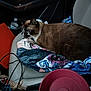 cat, animal, pet, car_interior, car_seat, blanket, blue_eyes, brown_fur, water_bottle, cable, container, clutter, indoor, seat, feline, resting, curious, closeup, domestic_animal, comfort