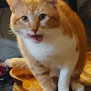 Simba joined the competition — help win amazing prizes! cat, orange_cat, ginger_cat, pet, indoor, close_up, portrait, whiskers, tongue_out, sitting, paws, feline, fur, cute, chubby_cat, wooden_surface, blur, domestic_cat, front_view, table