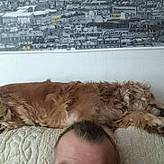 Benhi participe au concours pour gagner de l'argent avec cette photo : brown, cityscape, couch, curly_hair, dog, domestic_animal, fur, furniture, hair, head, home, indoor, person, pet, photograph, quilt, relaxation, resting, sleeping, wall
