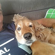 Benhi participe au concours pour gagner de l'argent avec cette photo : animal, canine, casual, close_up, companion, couch, cozy, dog, domestic, friendly, fur, golden_retriever, home, human_arm, indoor, person, pet, portrait, relaxing, snuggling