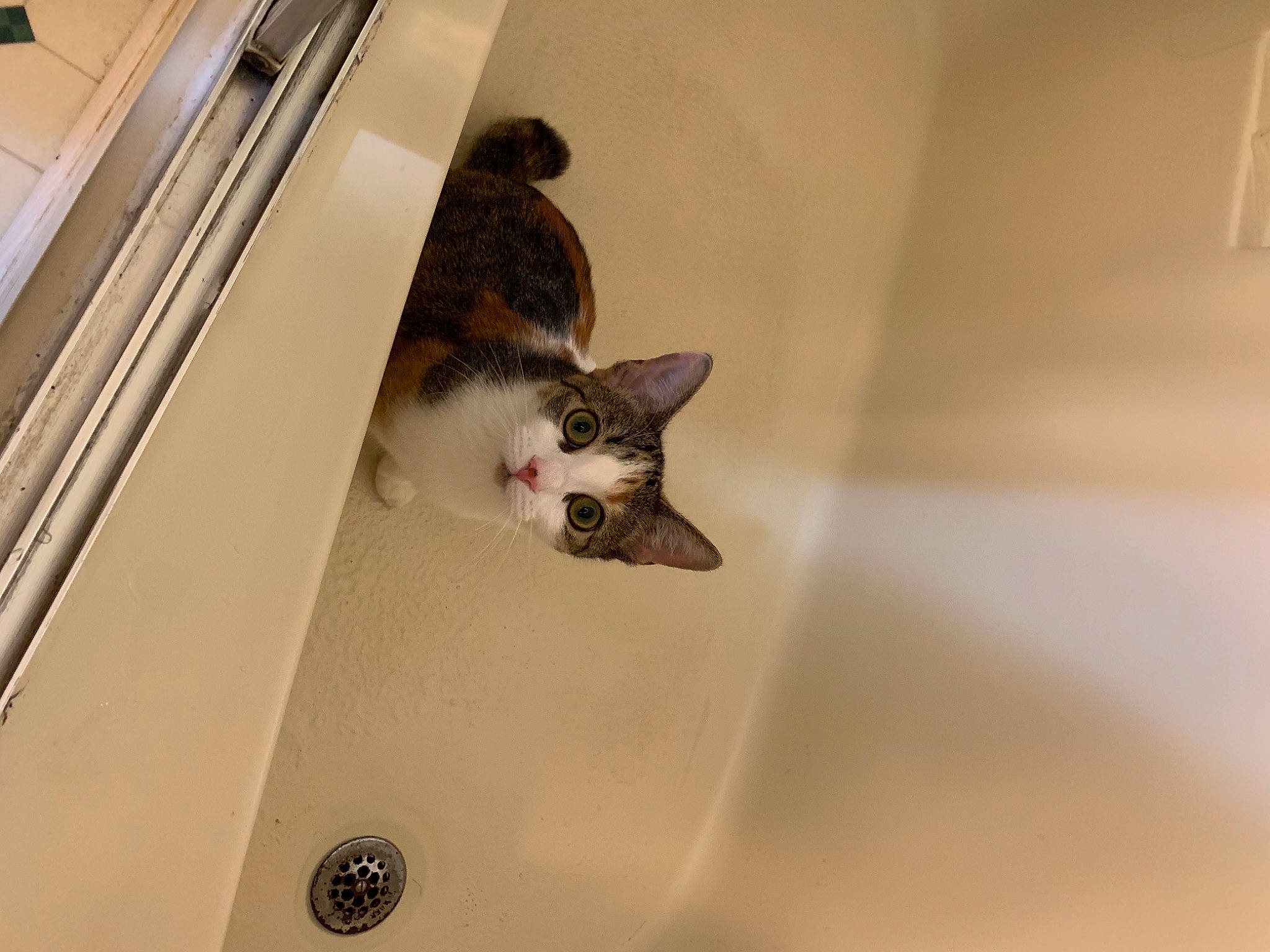 Indi joined the competition — help win amazing prizes! canidae, carnivore, cat, ceiling, domestic_short_haired_cat, fawn, felidae, floor, flooring, fur, hardwood, pet_supply, rodent, room, small_to_medium_sized_cats, snout, tail, whiskers, wildlife, wood