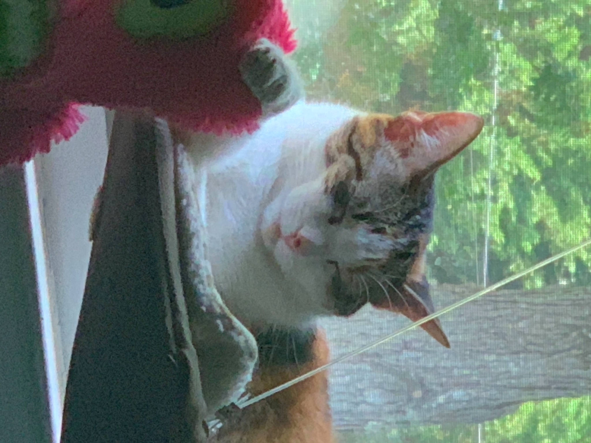 Indi is registered to the contest to win money with this photo: carnivore, cat, collar, domestic_short_haired_cat, eye, fawn, felidae, fur, grass, plant, small_to_medium_sized_cats, snout, tail, terrestrial_animal, tree, trunk, twig, whiskers, window, wood