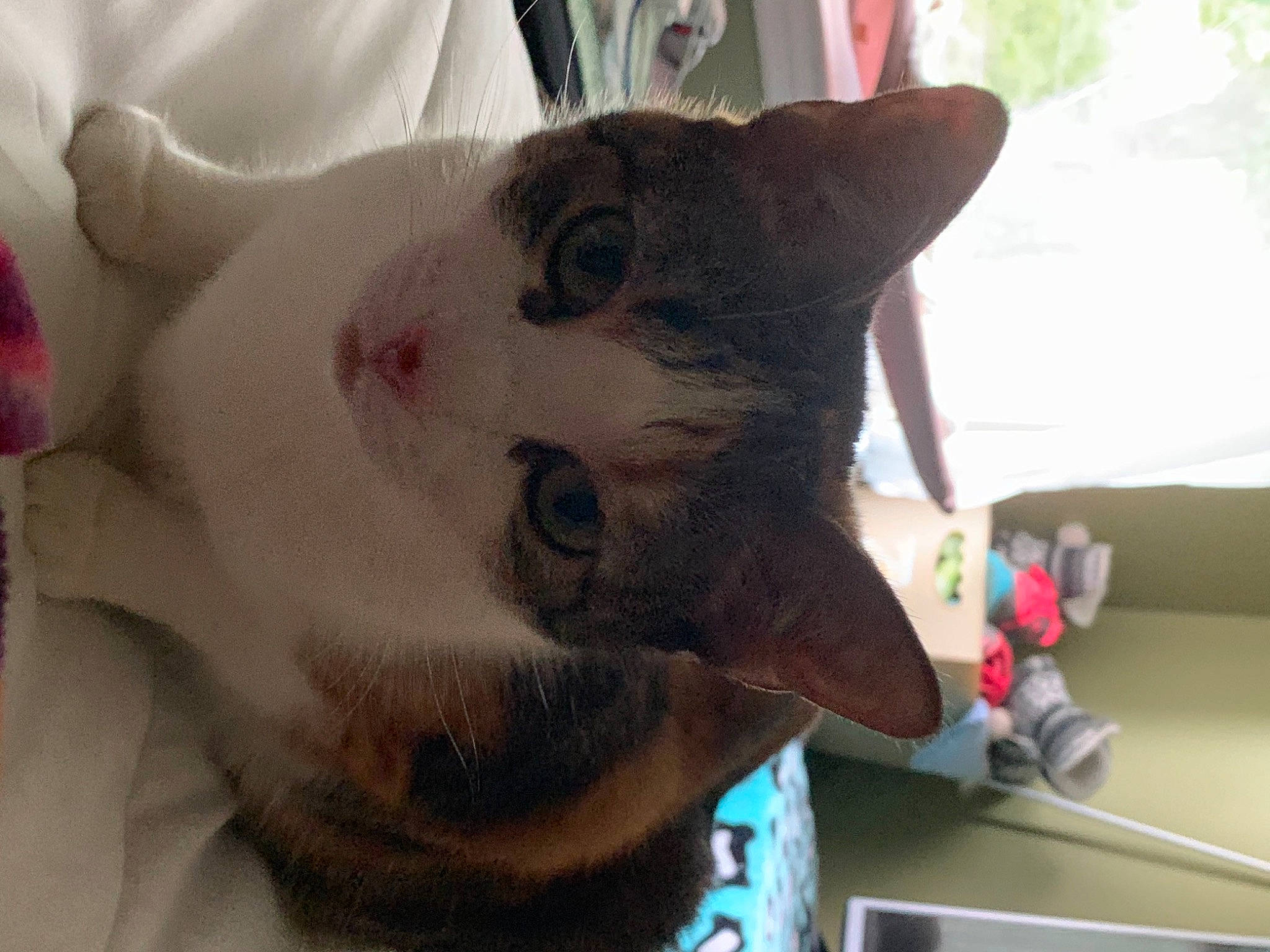 Indi joined the competition — help win amazing prizes! carnivore, cat, collar, domestic_short_haired_cat, eye, fawn, felidae, fur, paw, plant, selfie, small_to_medium_sized_cats, snout, tail, tree, whiskers, window