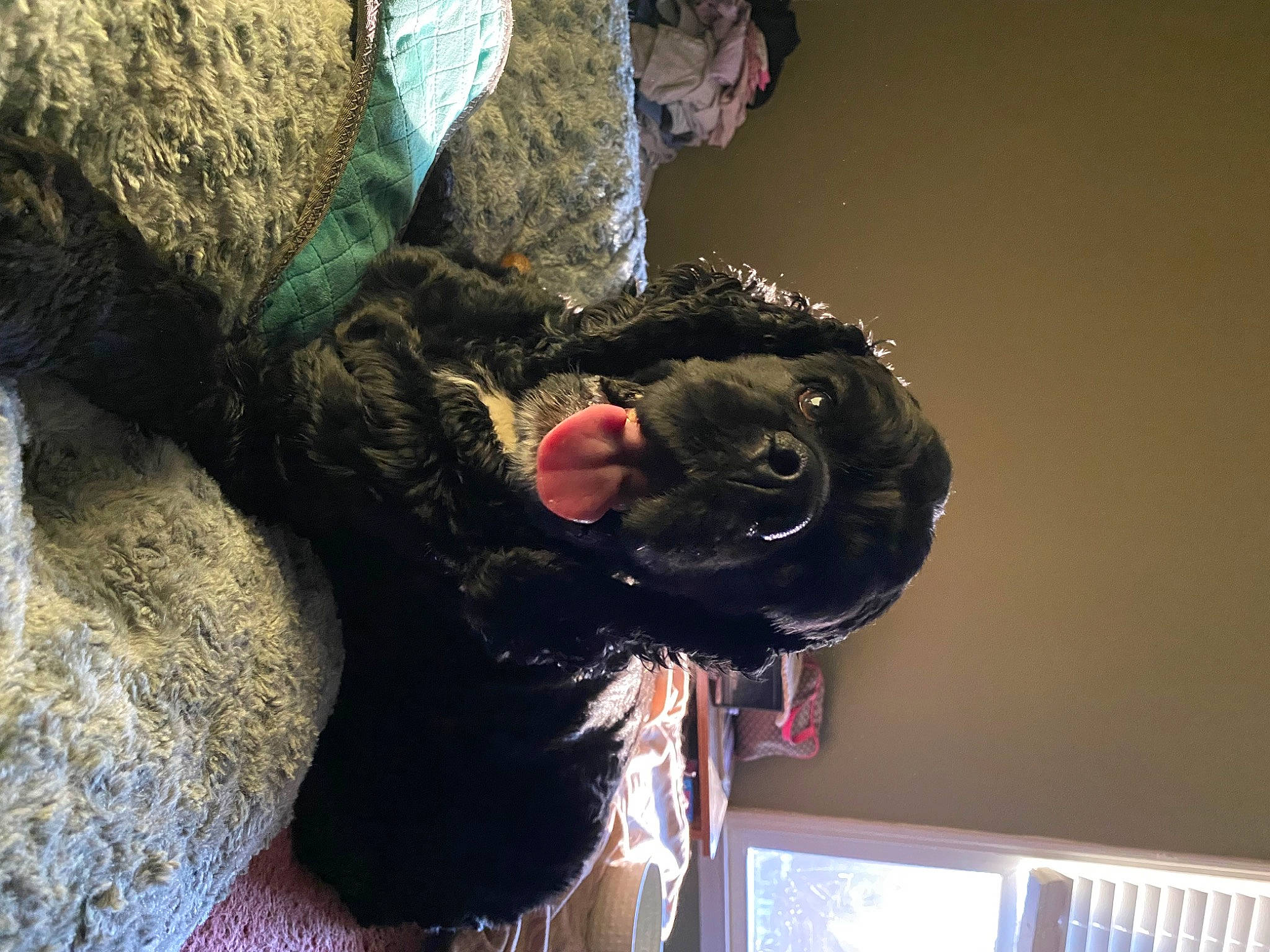 Simon joined the competition — help win amazing prizes! dog_breed, fun, fur, gesture, natural_material, personal_protective_equipment, rock, snout, sporting_group, window_blind