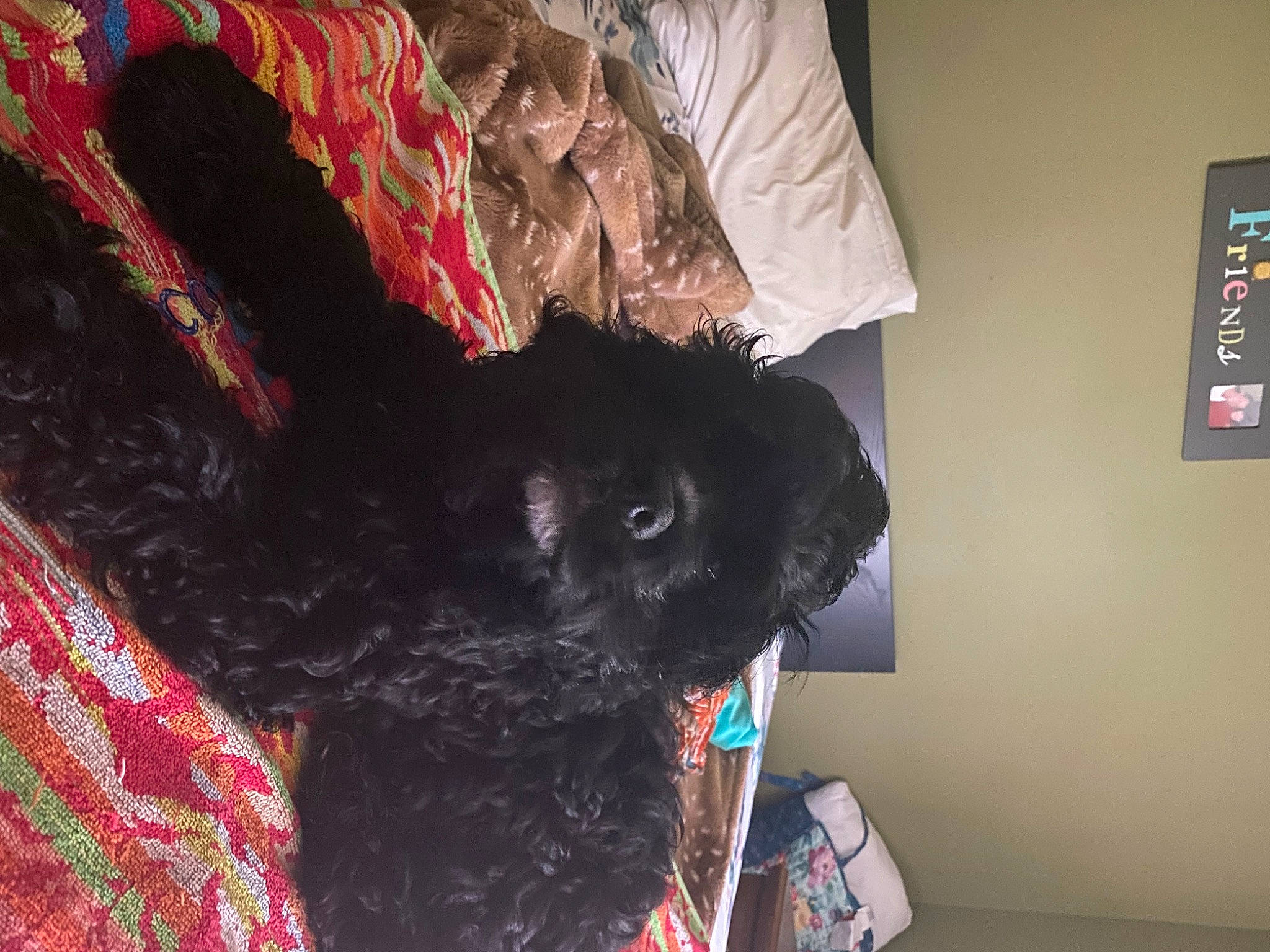 Simon joined the competition — help win amazing prizes! black_cat, canidae, carmine, carnivore, comfort, companion_dog, dog_breed, dog_supply, felidae, fur, magenta, pattern, room, sleeve, small_to_medium_sized_cats, snout, sporting_group, tail, whiskers, wool