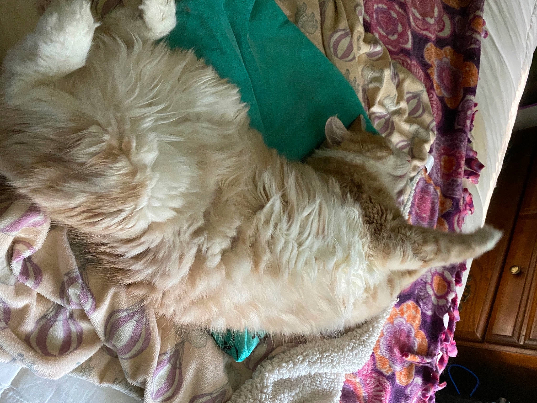 Milo is registered to the contest to win money with this photo: canidae, carnivore, cat, collar, comfort, companion_dog, curtain, dog_breed, fawn, felidae, fur, human_leg, liver, paw, pet_supply, small_to_medium_sized_cats, snout, sporting_group, tail, whiskers