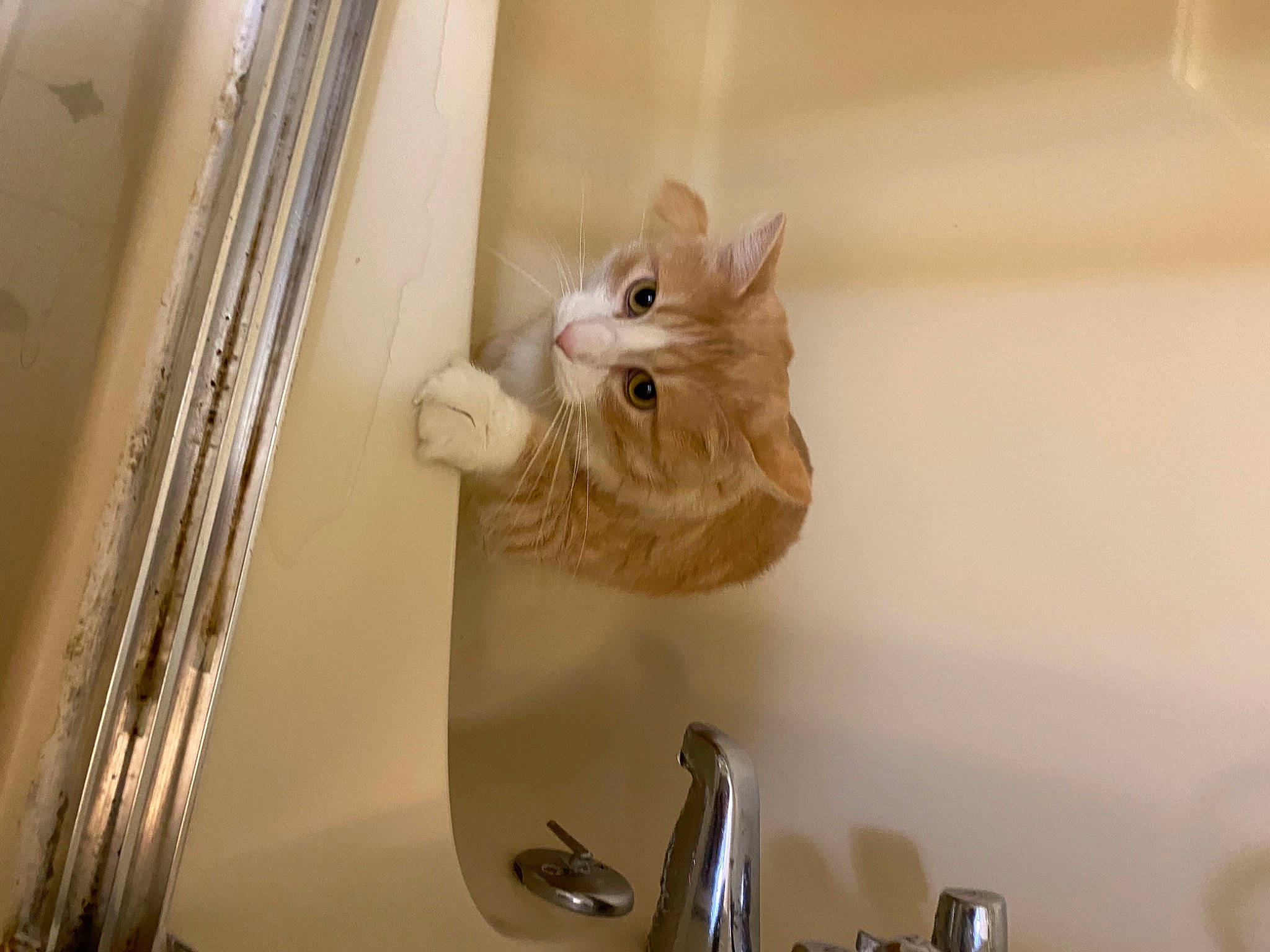 Milo is registered to the contest to win money with this photo: cabinetry, carnivore, cat, ceiling, domestic_short_haired_cat, door_handle, fawn, felidae, flooring, fur, hardwood, house, room, shelf, small_to_medium_sized_cats, stairs, tail, whiskers, window, wood