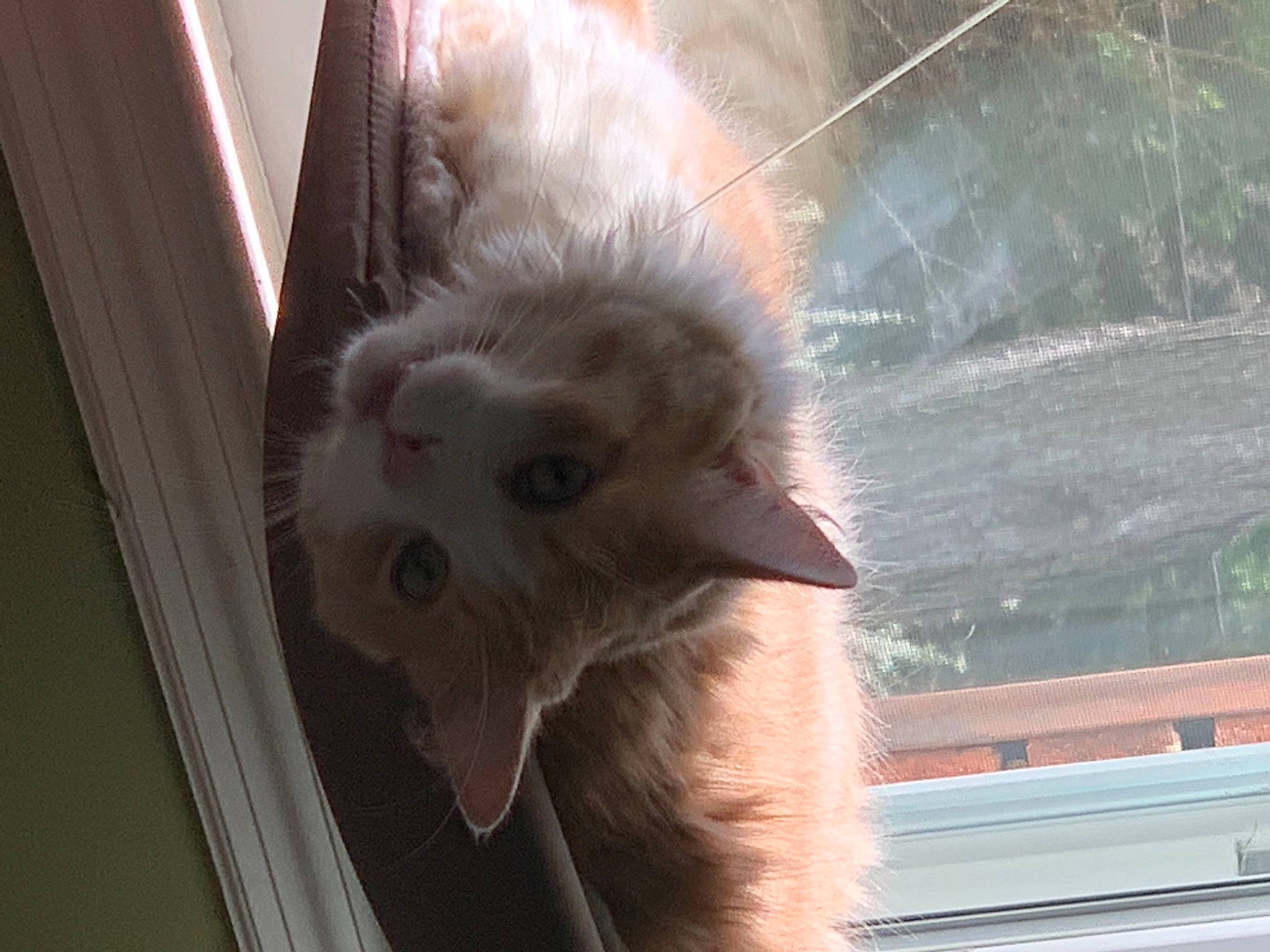 Milo joined the competition — help win amazing prizes! carnivore, cat, claw, domestic_short_haired_cat, fawn, felidae, fur, paw, small_to_medium_sized_cats, snout, tail, terrestrial_animal, whiskers, window